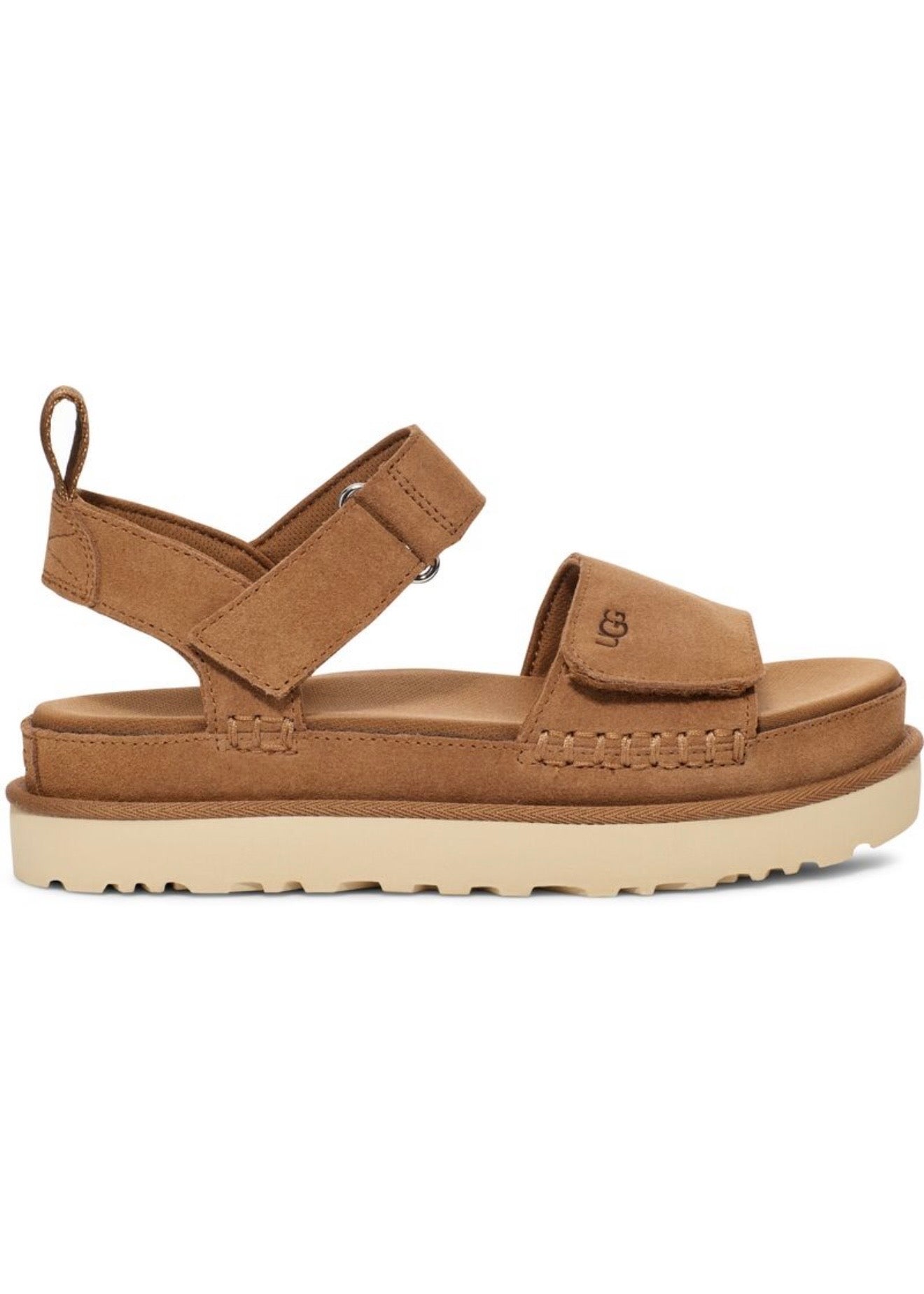 W Goldenstar Chestnut