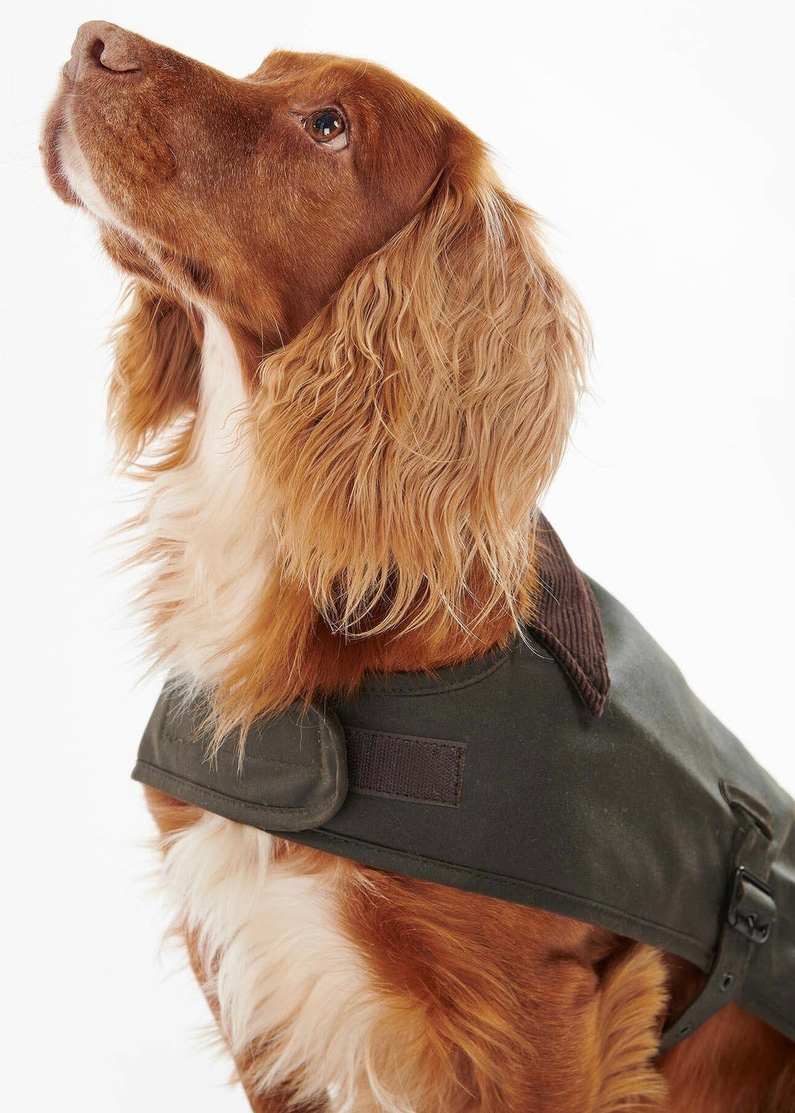 Wax Dog Coat Olive