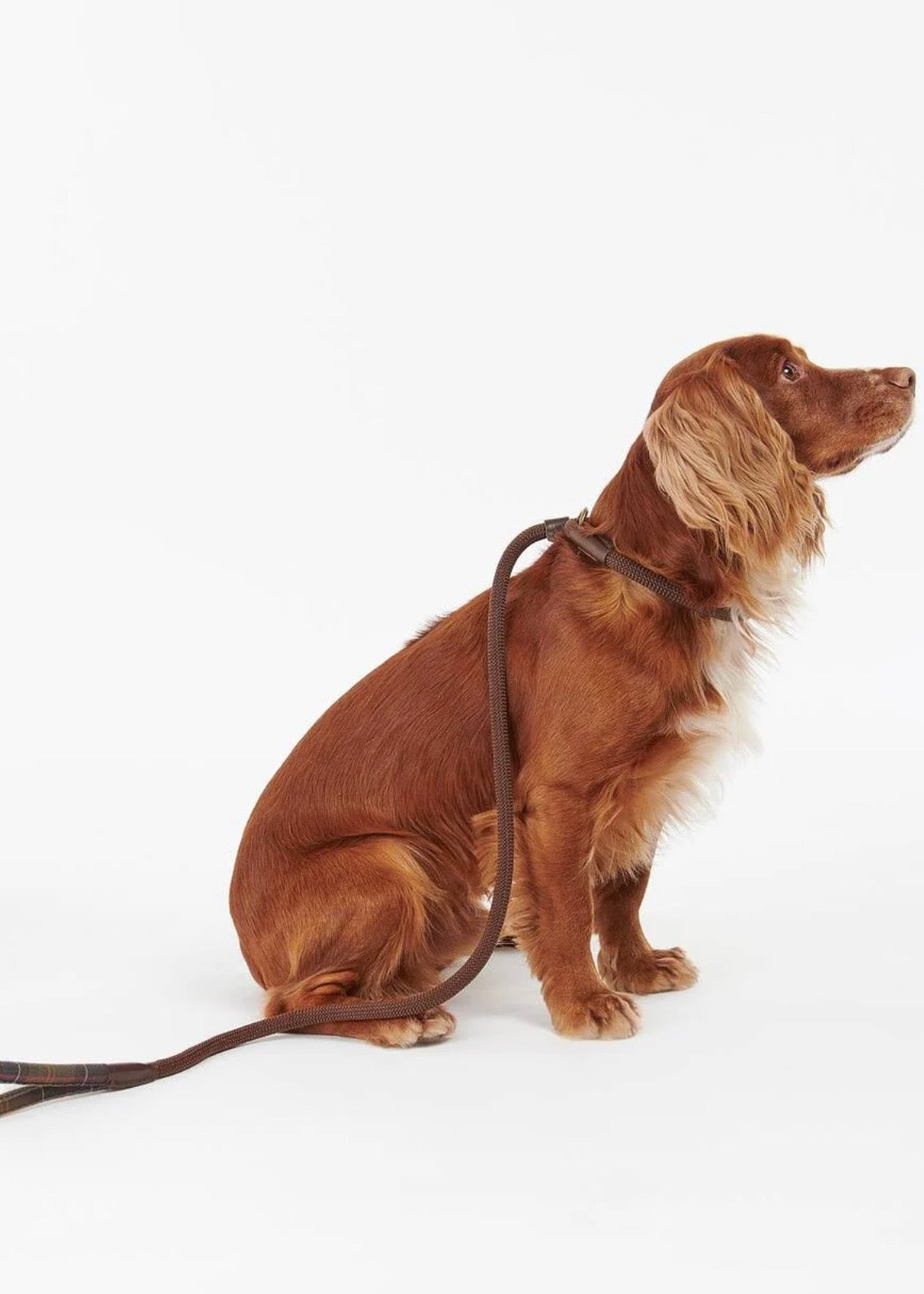 Tartan Trimmed Slip Dog Lead