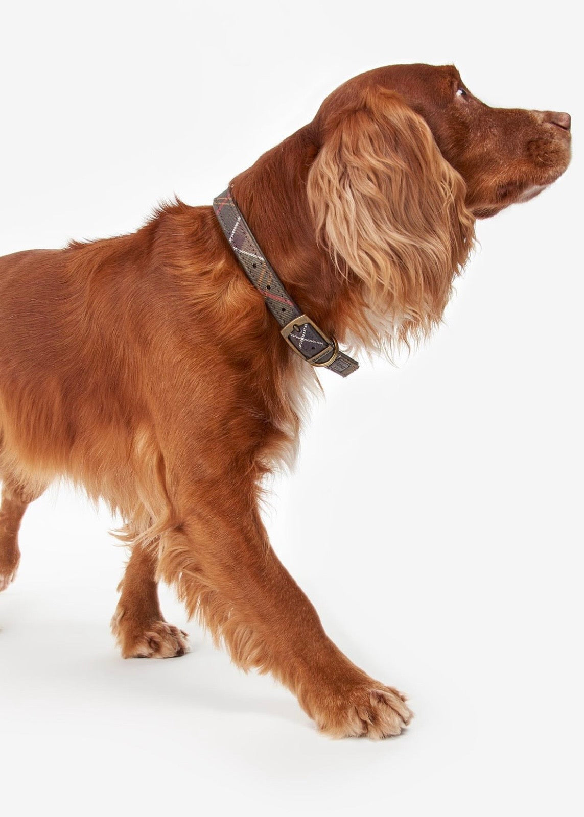 Tartan Dog Collar Classic Tartan