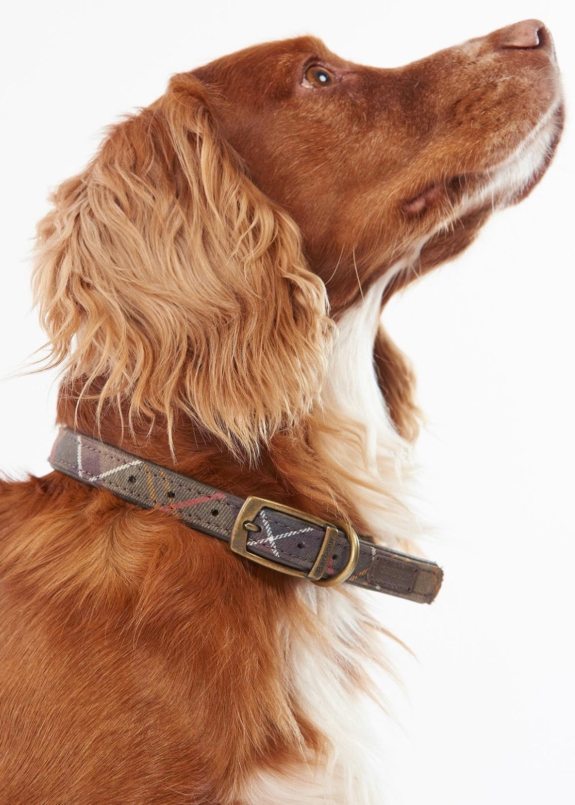 Tartan Dog Collar Classic Tartan
