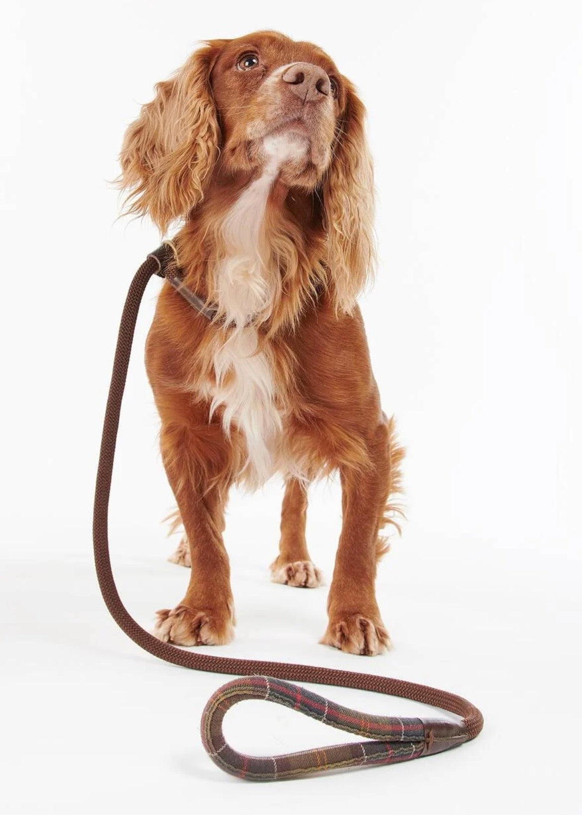 Tartan Trimmed Slip Dog Lead